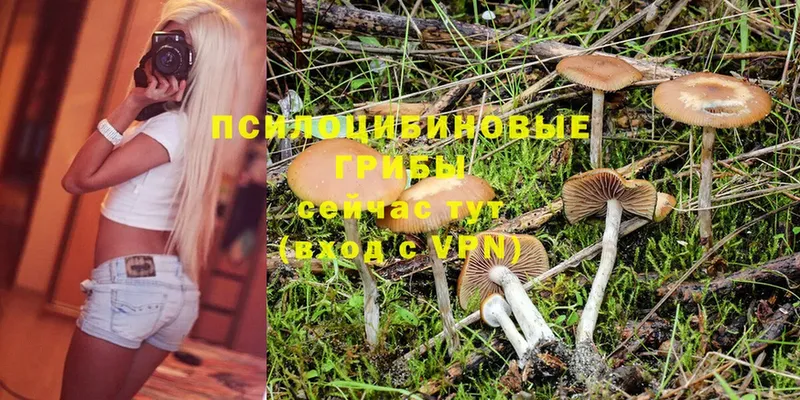 omg как зайти  Камбарка  Галлюциногенные грибы Magic Shrooms  купить наркотики сайты 